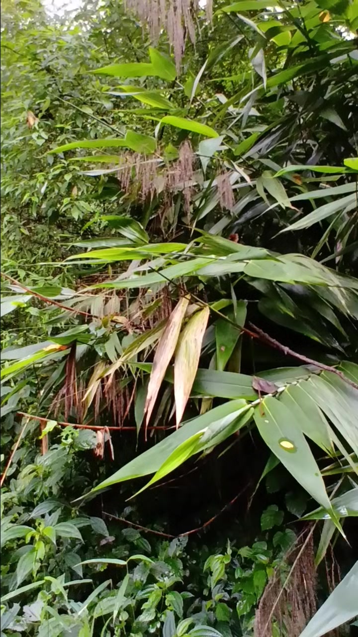 @Bipana Lama