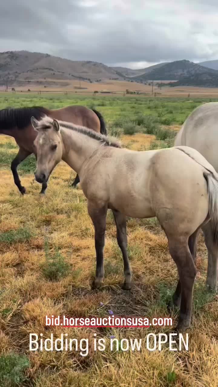 @HorseAuctionsUSA