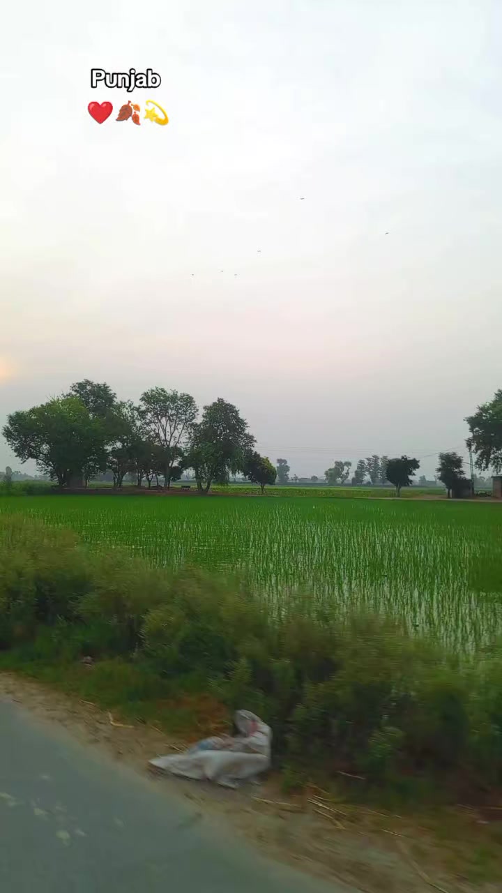 @❤️🩹شانی سندھو 🌱🌾