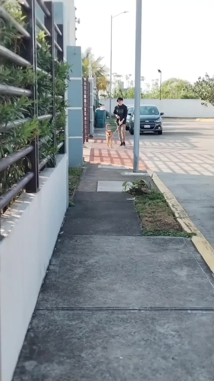 @Pollo Aplastado