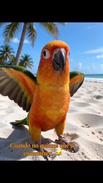 @Mango 🦜La cotorra solar