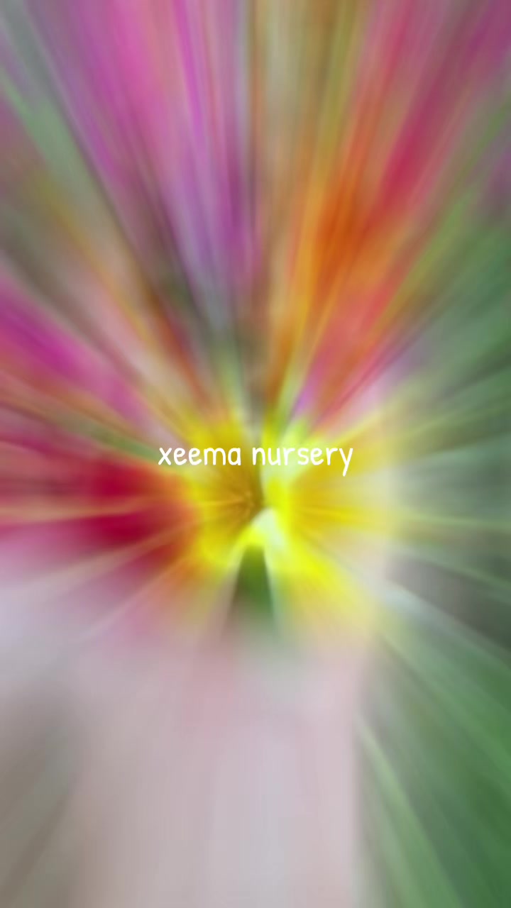 @Xeema_Nursery