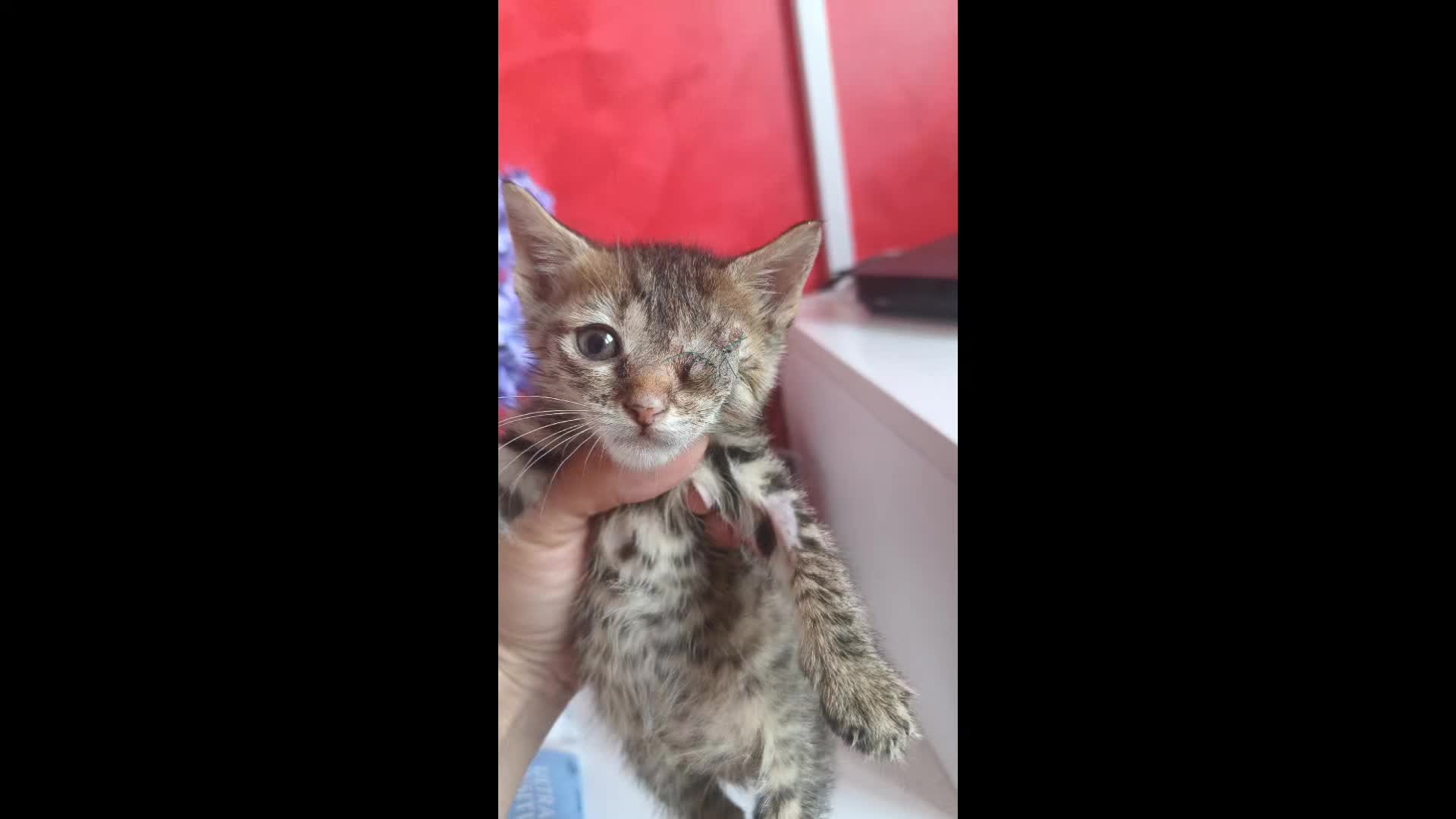 @cats&dogs)