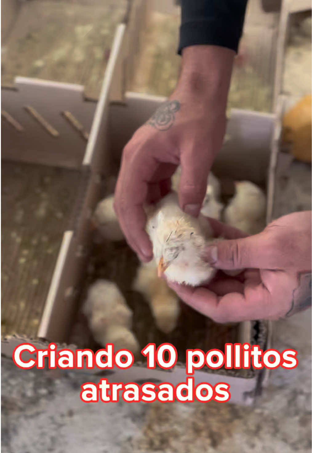 @elmagnatedelospollos