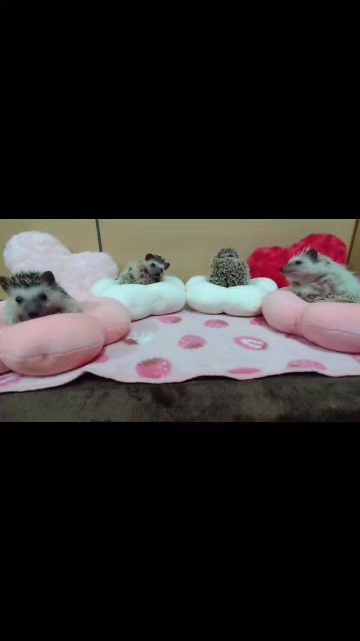 @ðŠãã«ããðŠ