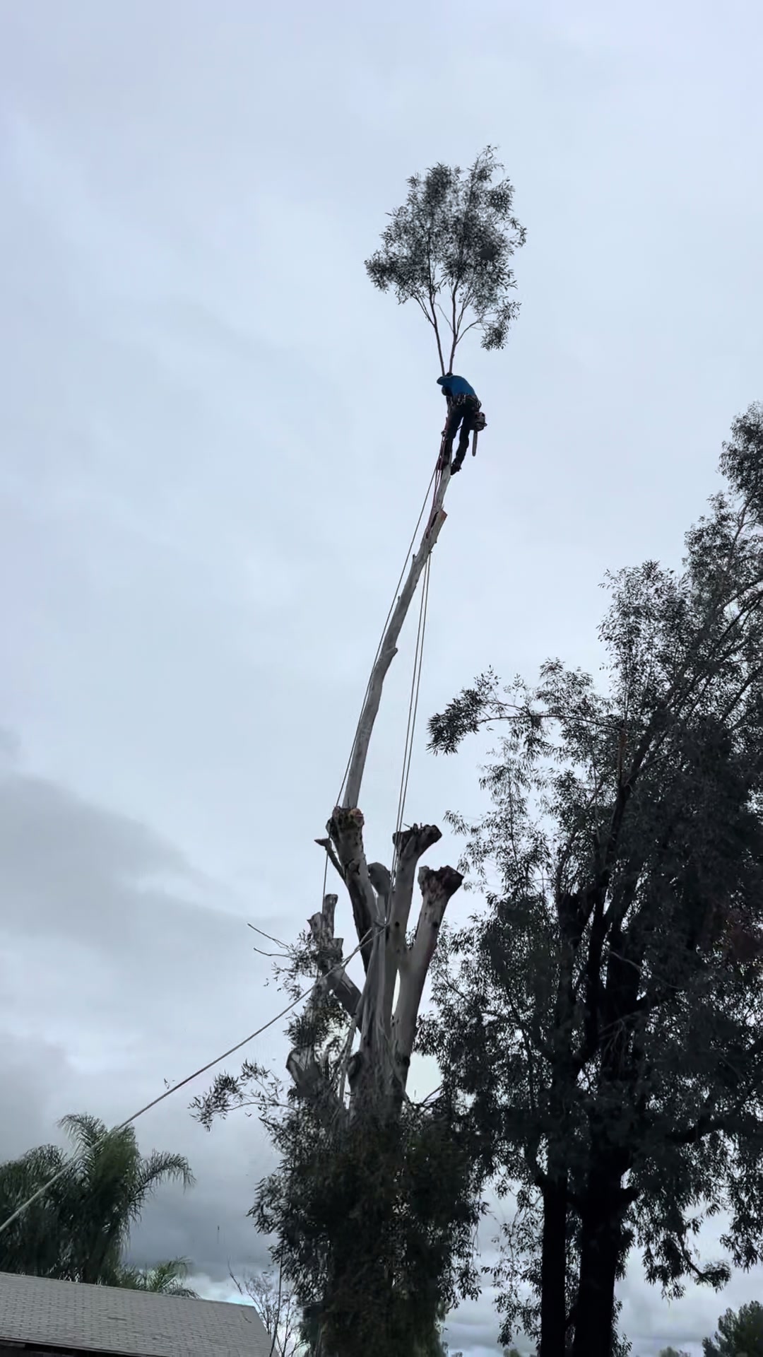 @fidel_treeexperts