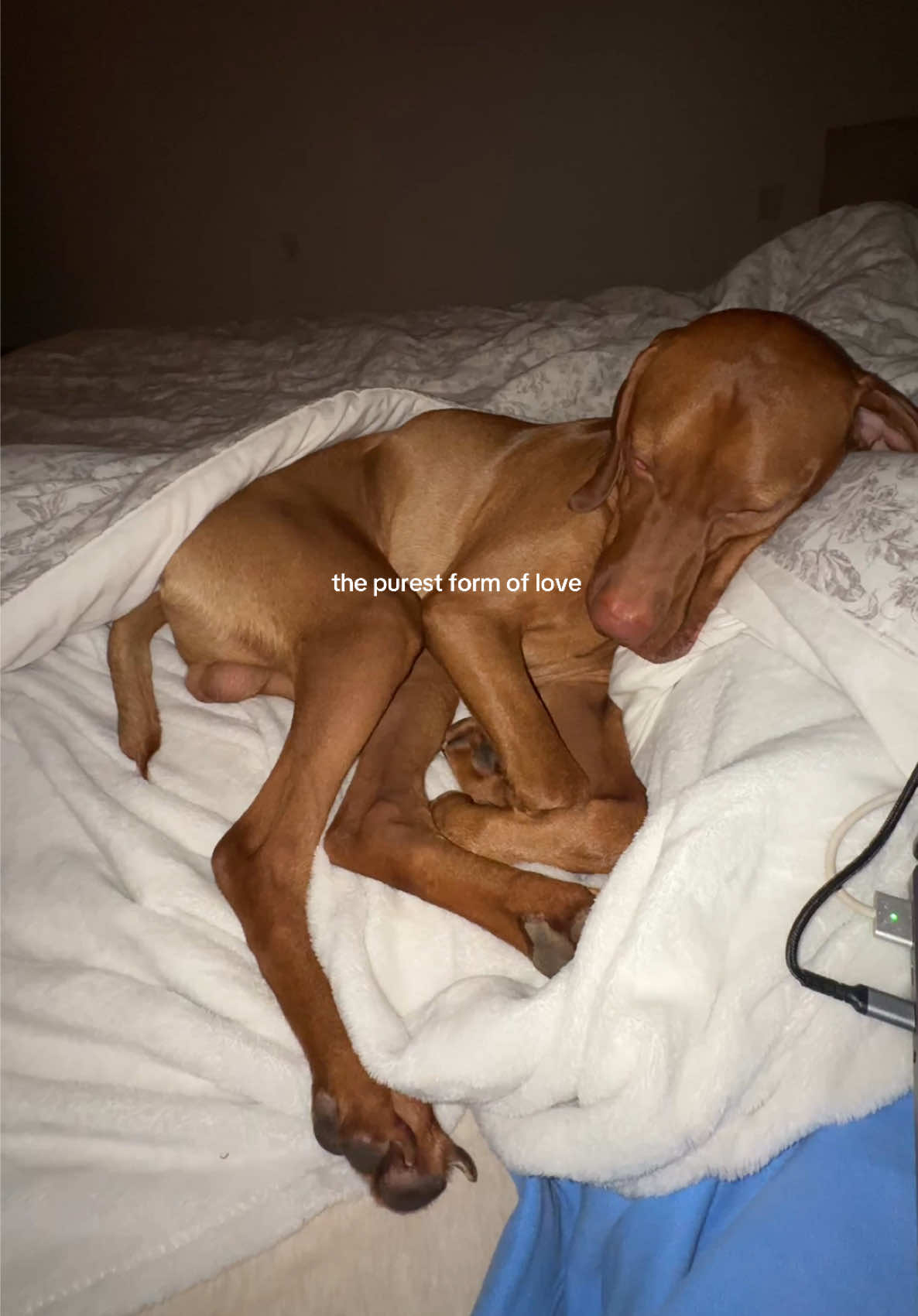 @briston the vizsla ♡