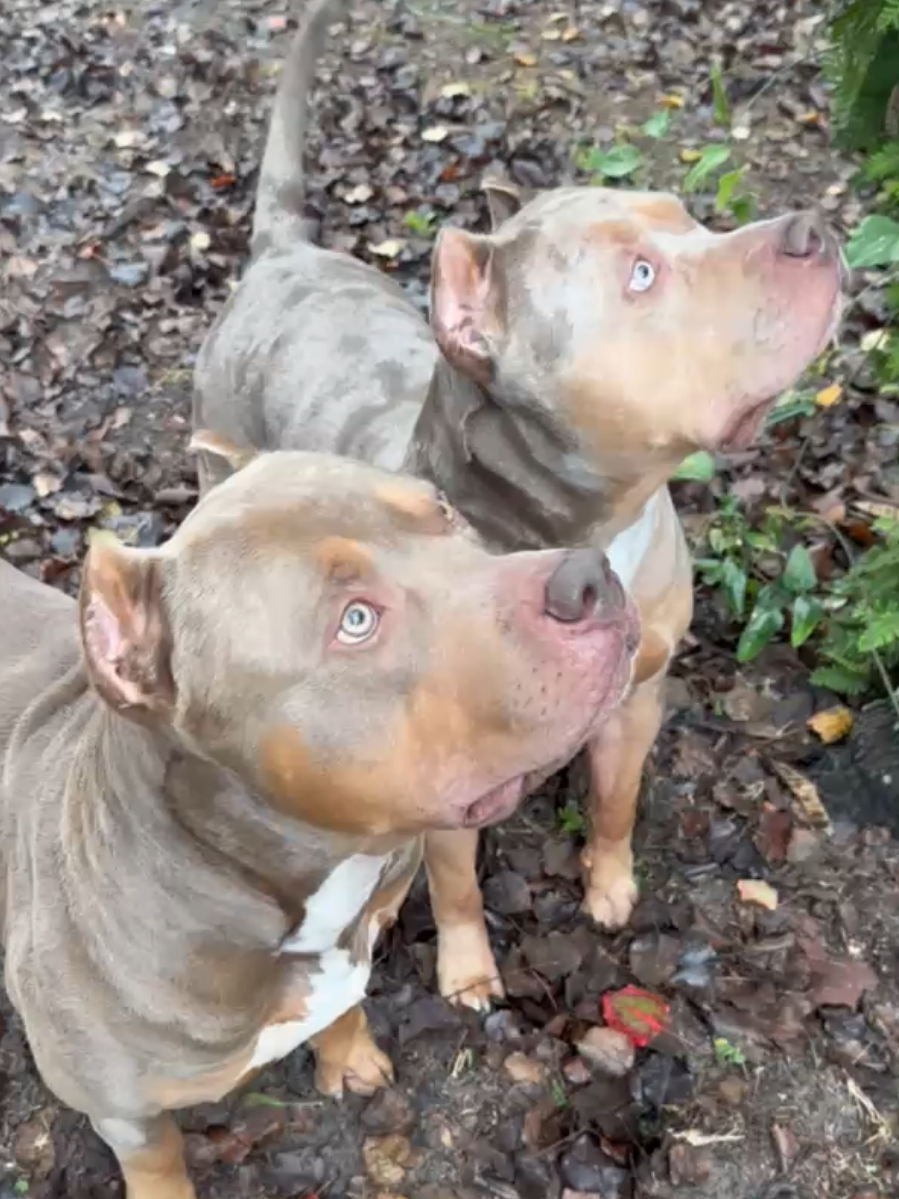 @Burleson Bullies, llc