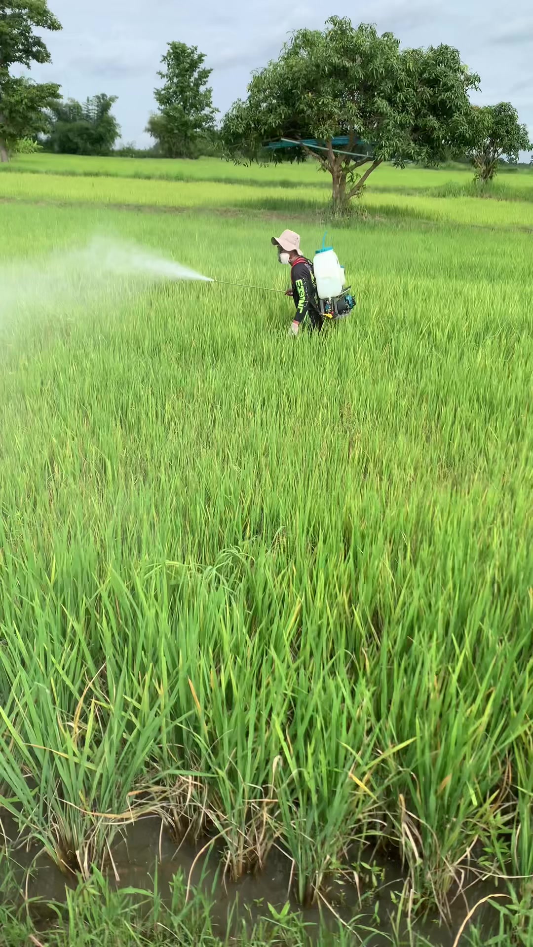 @โย ลูกเขยชาวไร่👨🏻&zwj;🌾