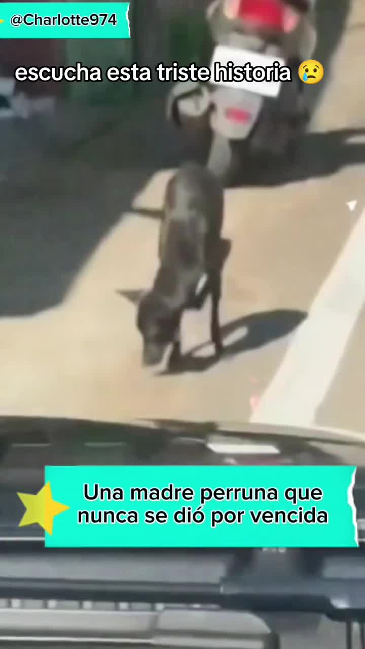 @Charlotte🐕🦺🐈🐕🦬🐐🐎🐄🐒