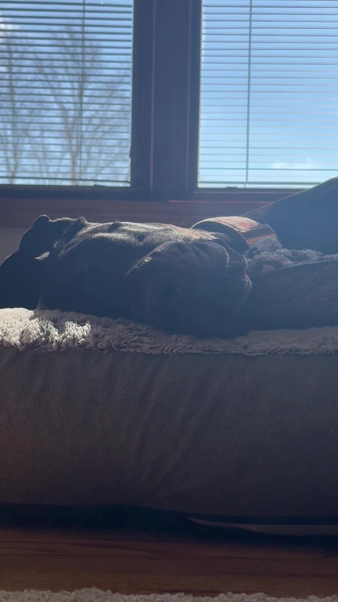 @jewelsthegreatdane