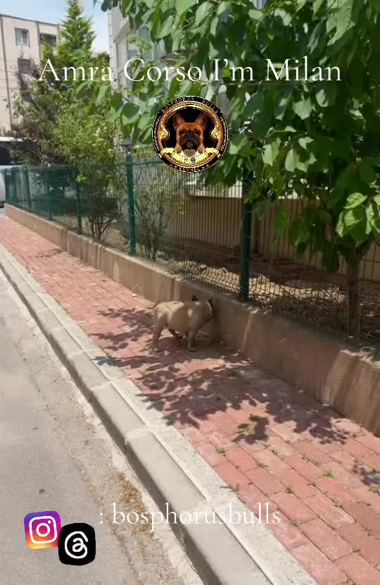 @Bosphorus Bulls French Bulldog