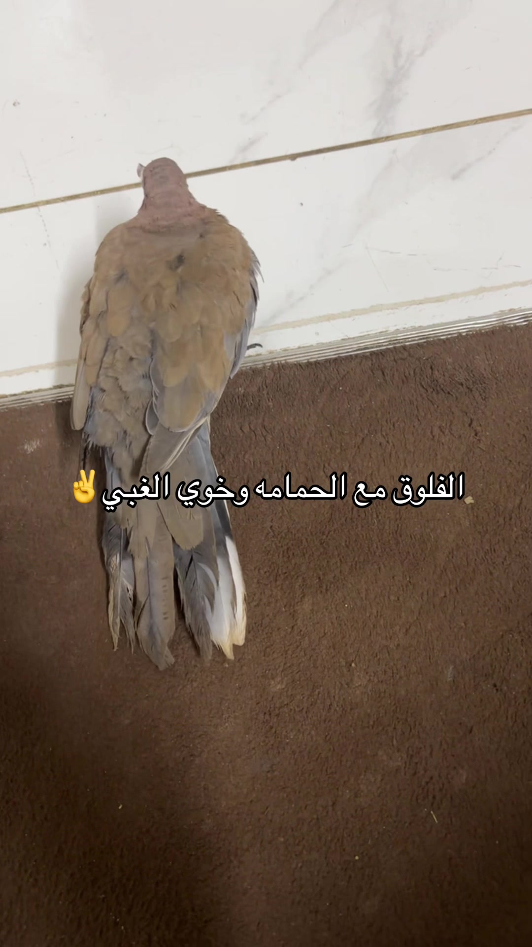 @Ř