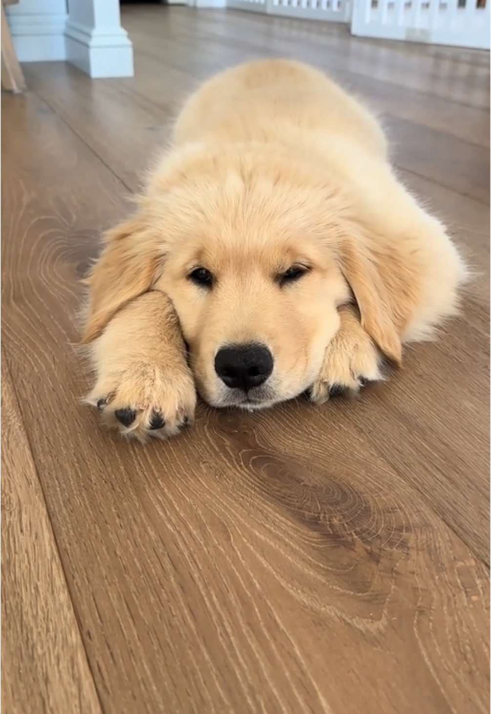 @rigatoni_thegolden