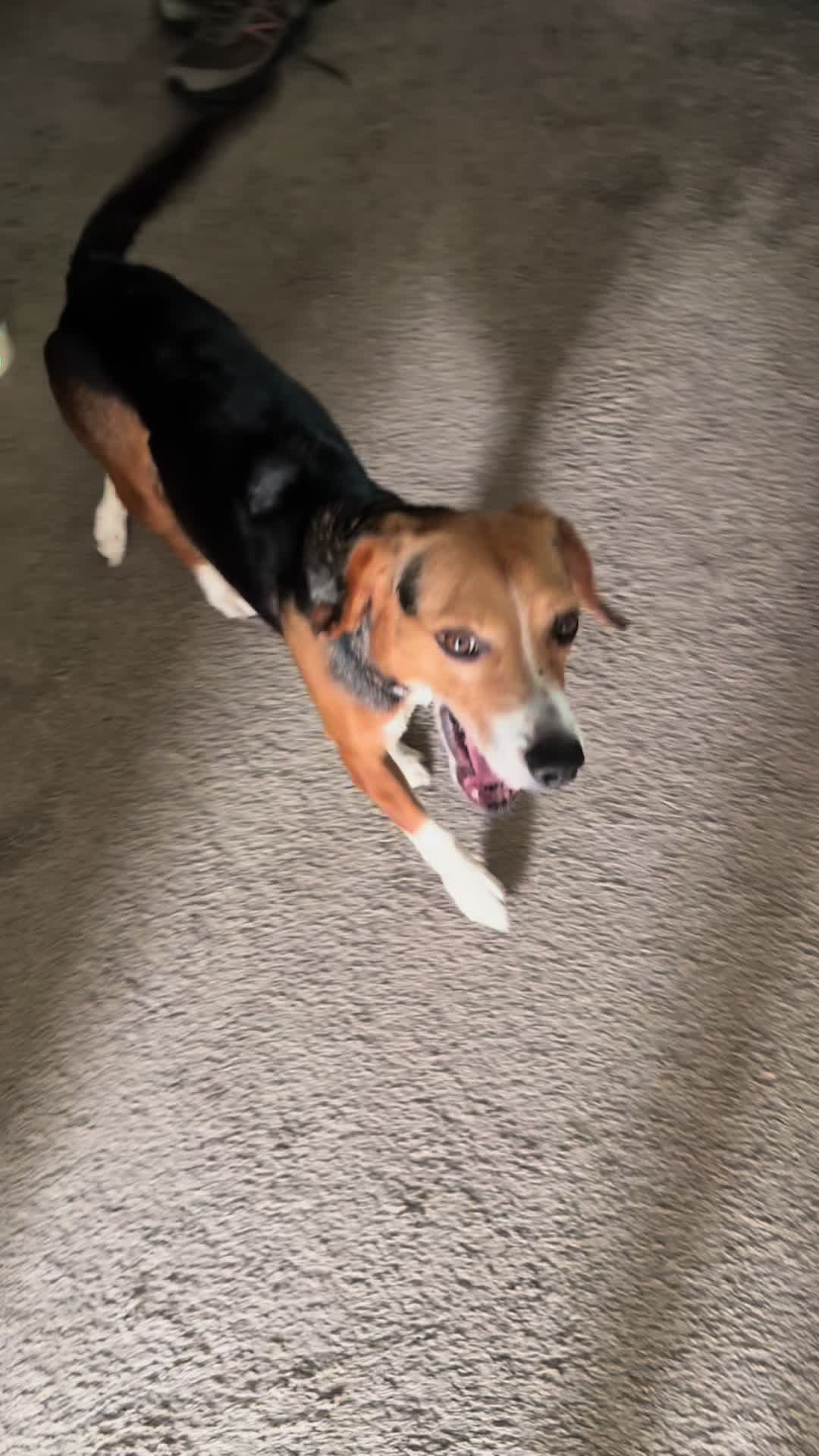 @ThatBeagleGus