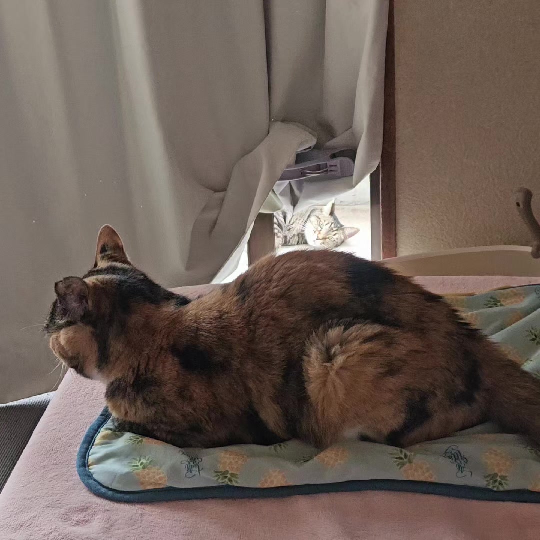 @ナナニャン