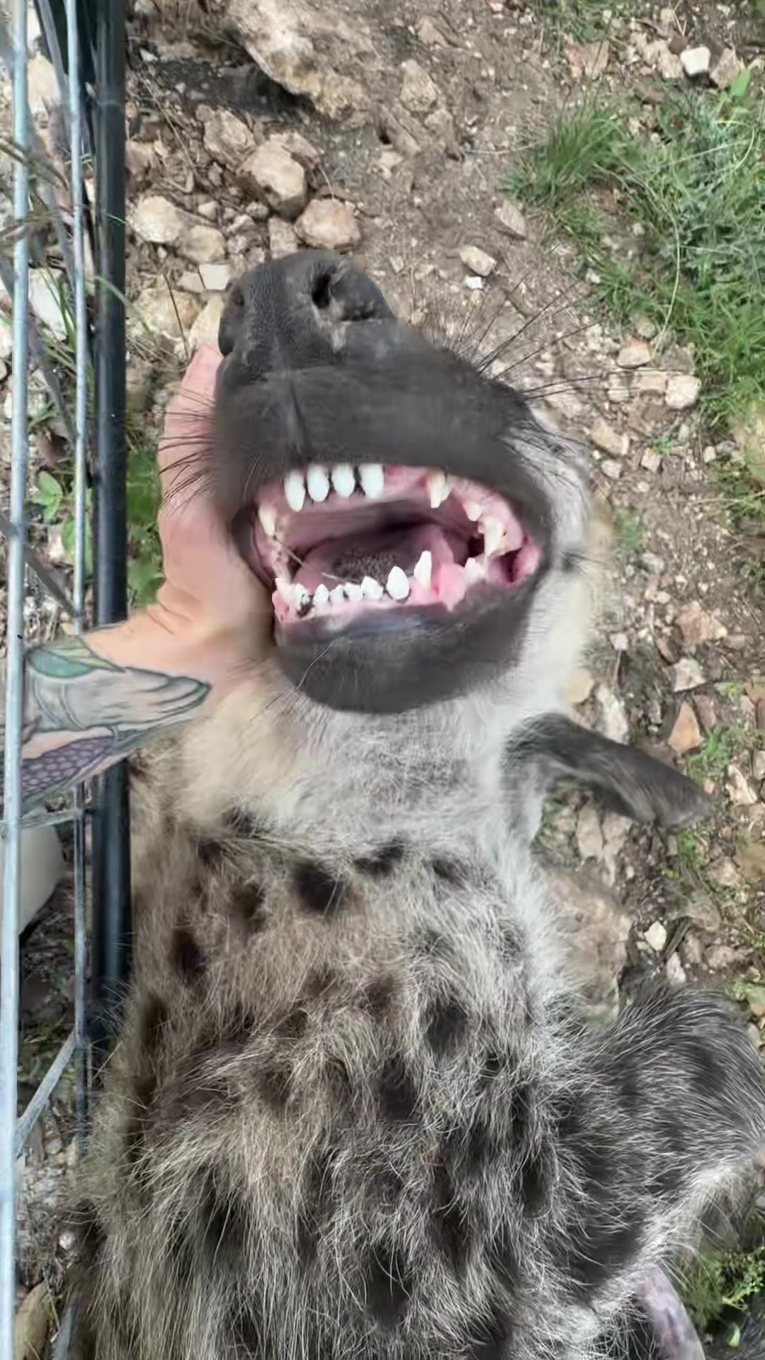 @Texas Wildlife Park