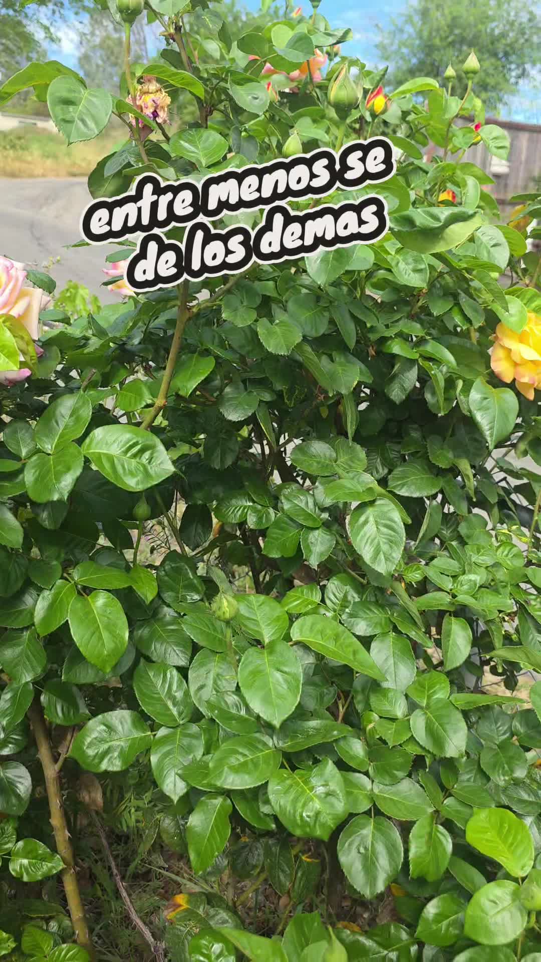 @🧿🪬Vanessita🪬🧿