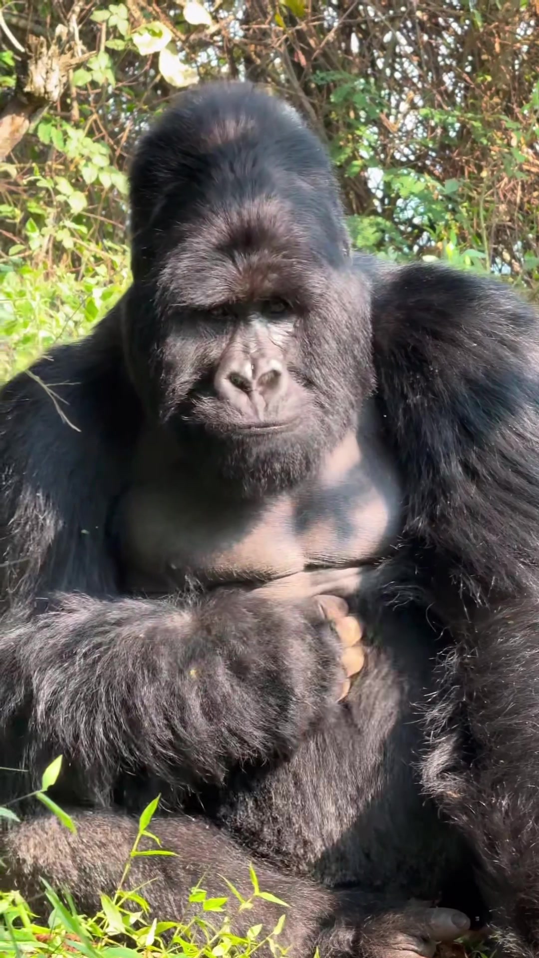 @Awesome gorillas