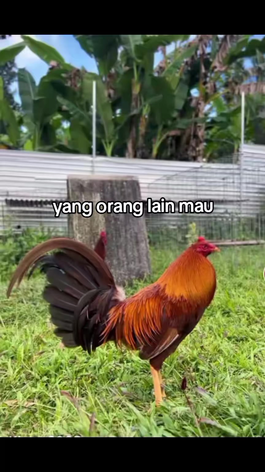 @kerassss