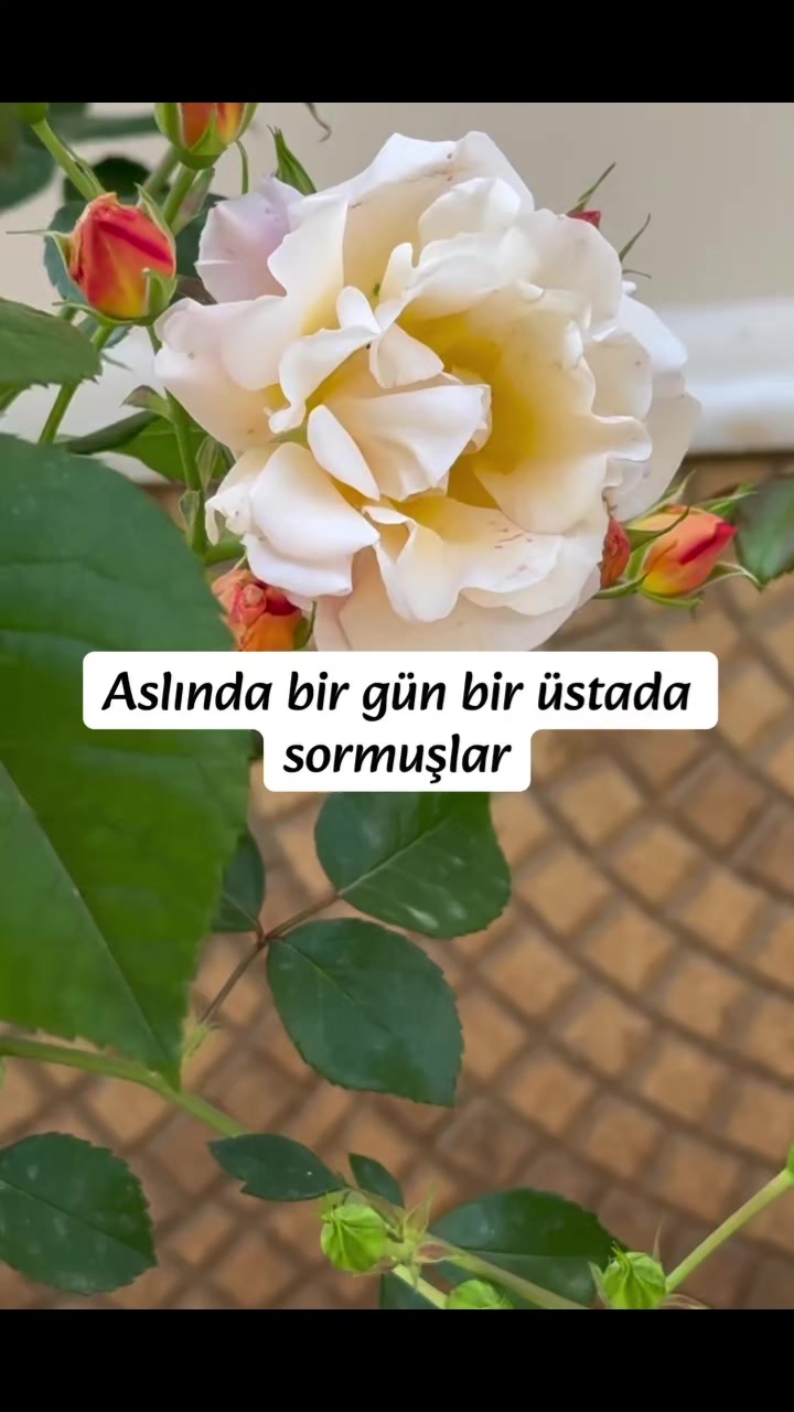 @EN G&Uuml;ZEL İLAHİLER