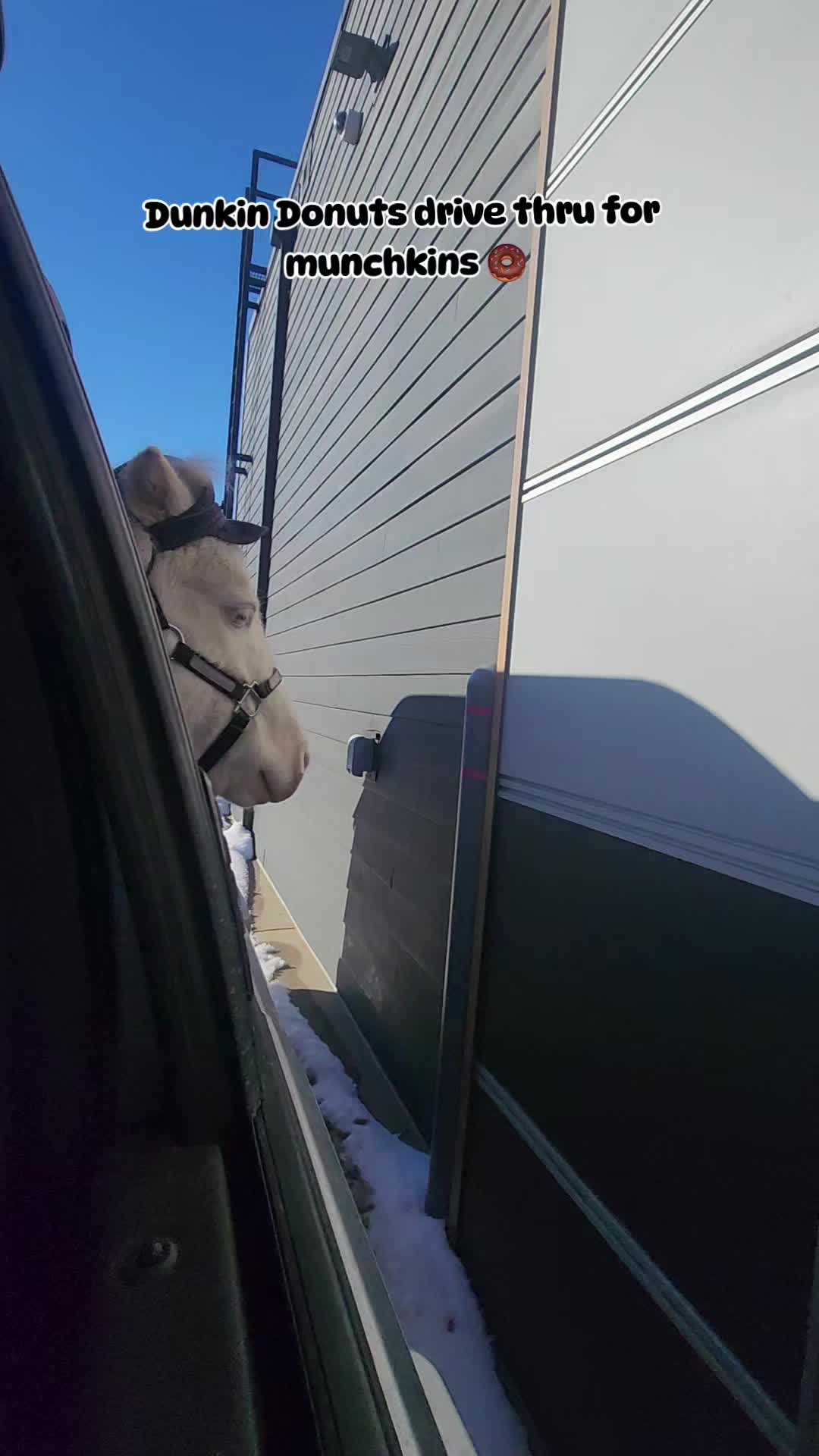 @minihorsemomandtrainer🐴🐴🐴🐴
