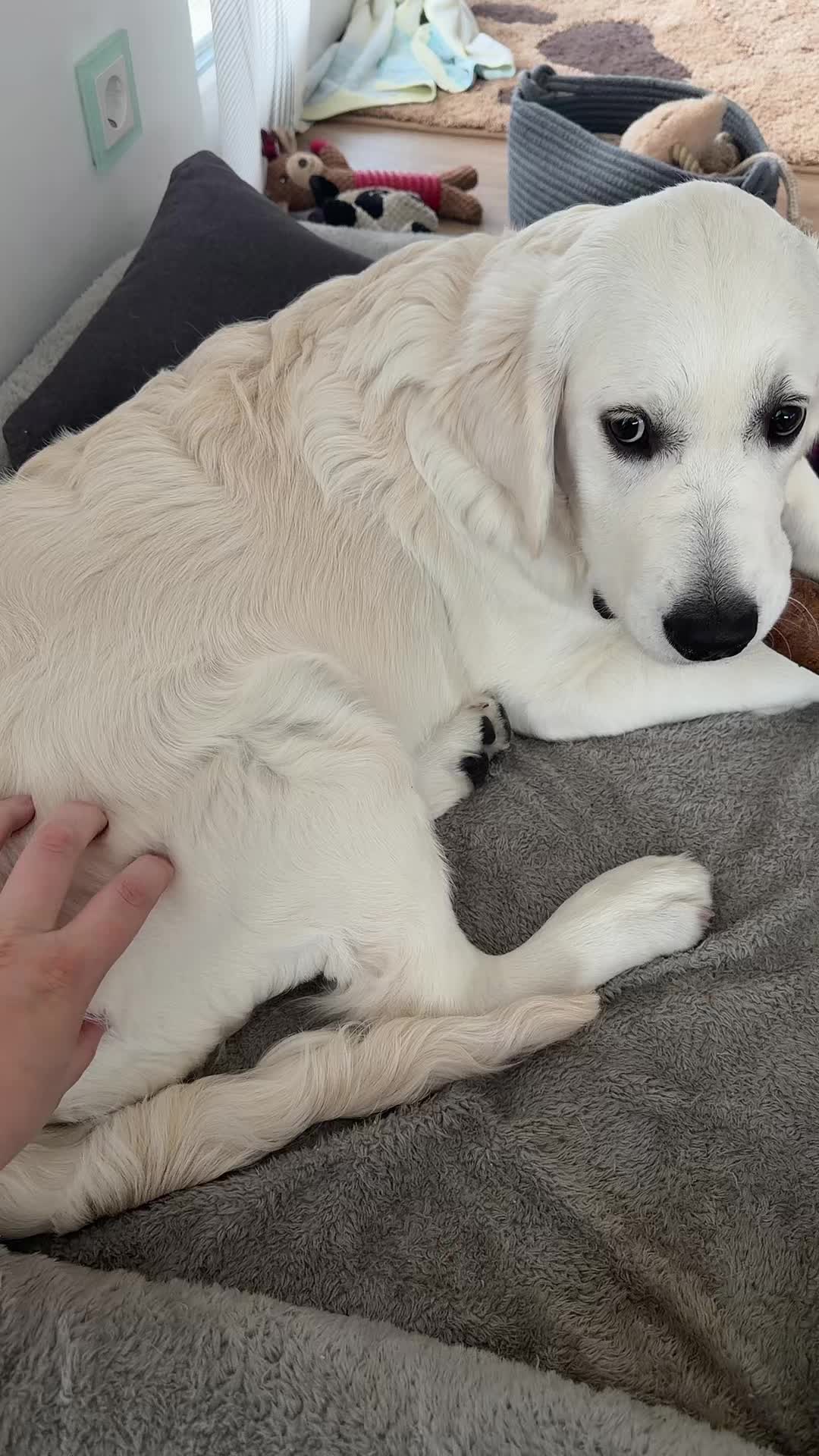 @Hiro 🐶
