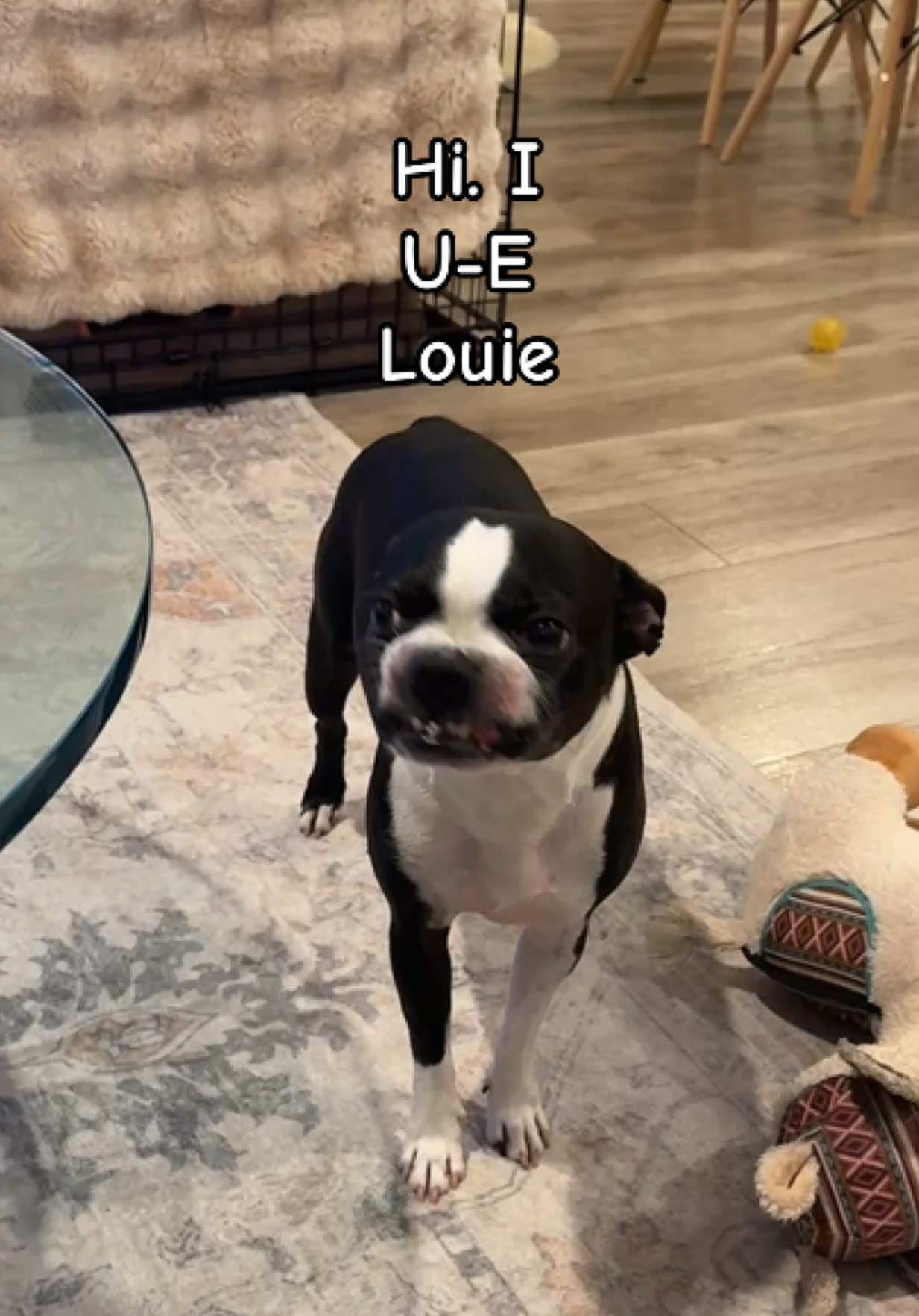 @LouieBostonT