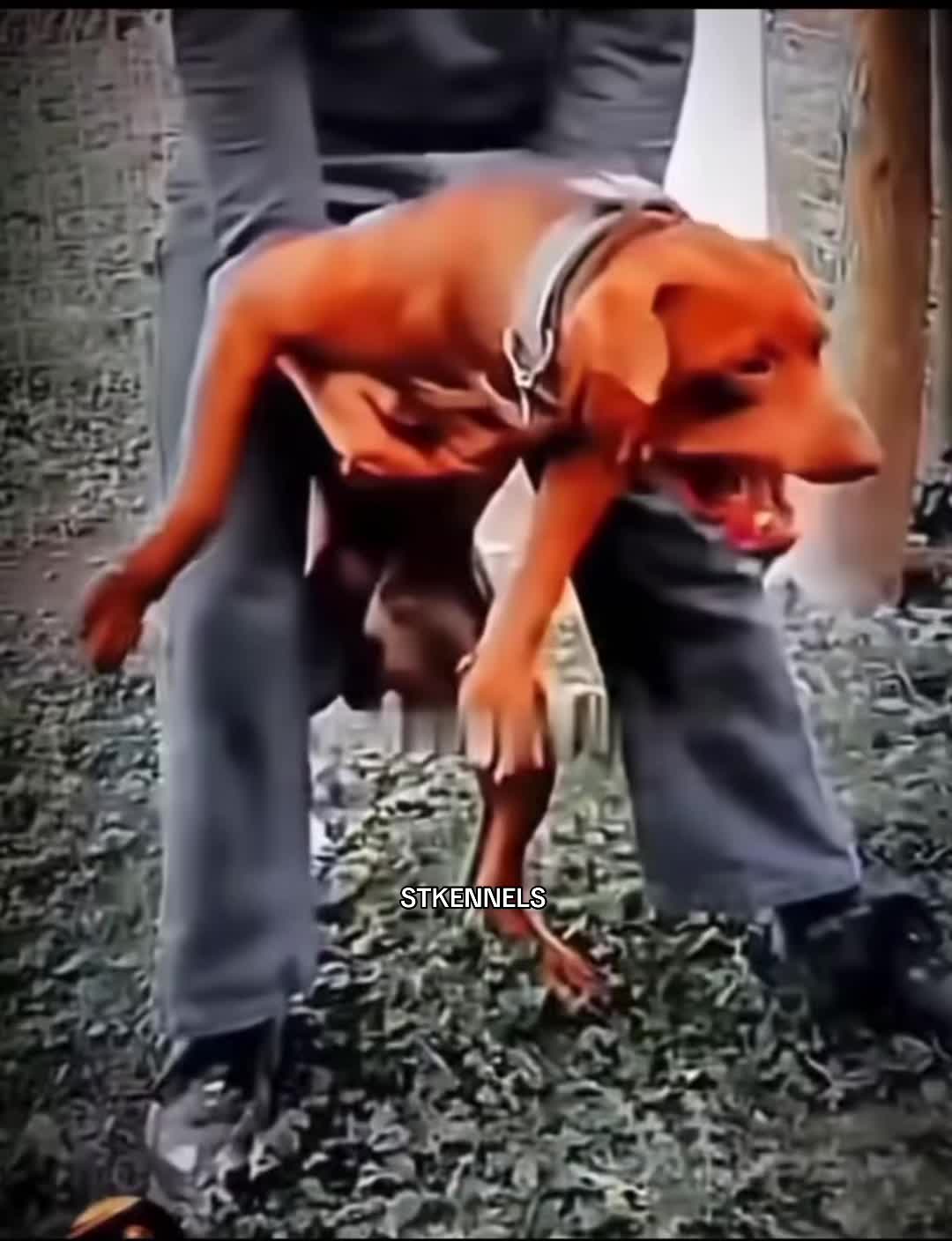 @sabertoothkennels