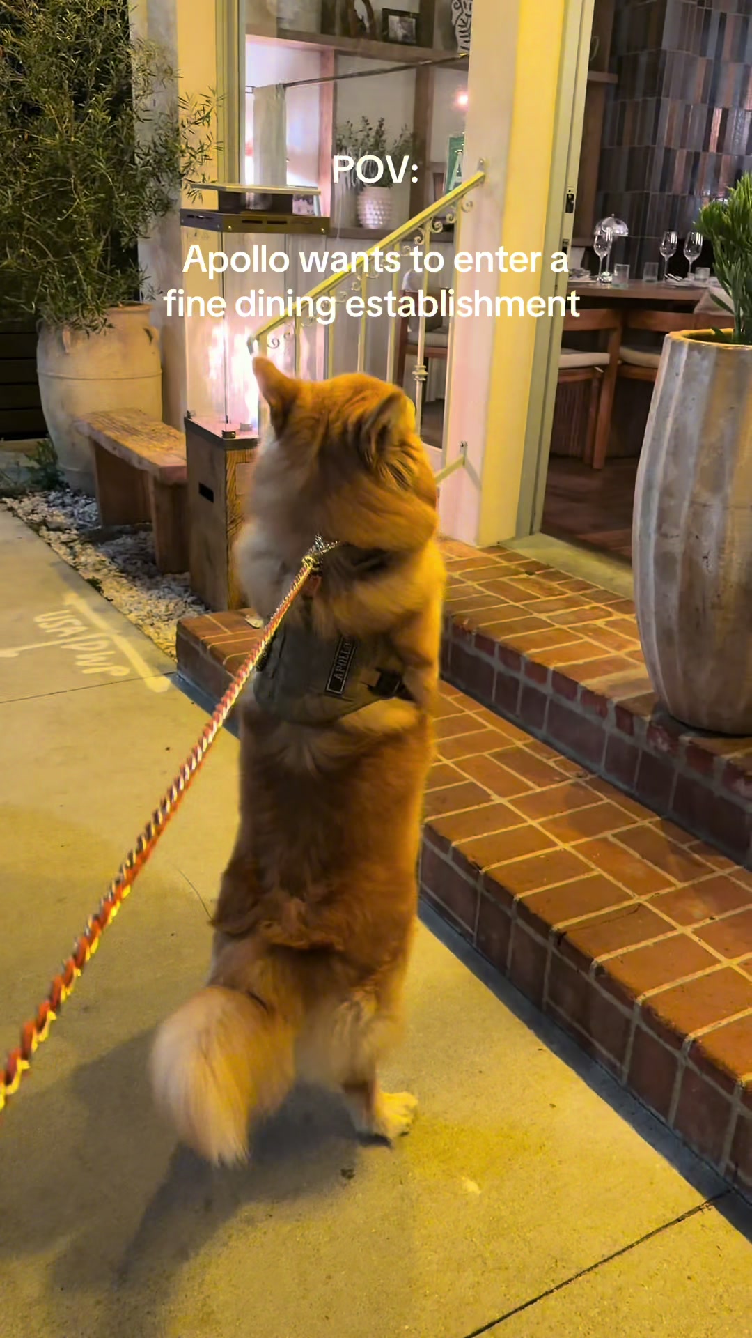 @apollothecorgimute