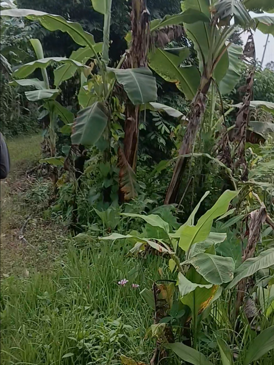 @माइला बा mailabaa