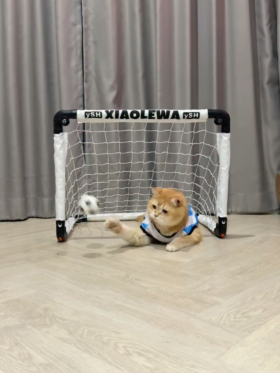 @Chonky World Of Cats