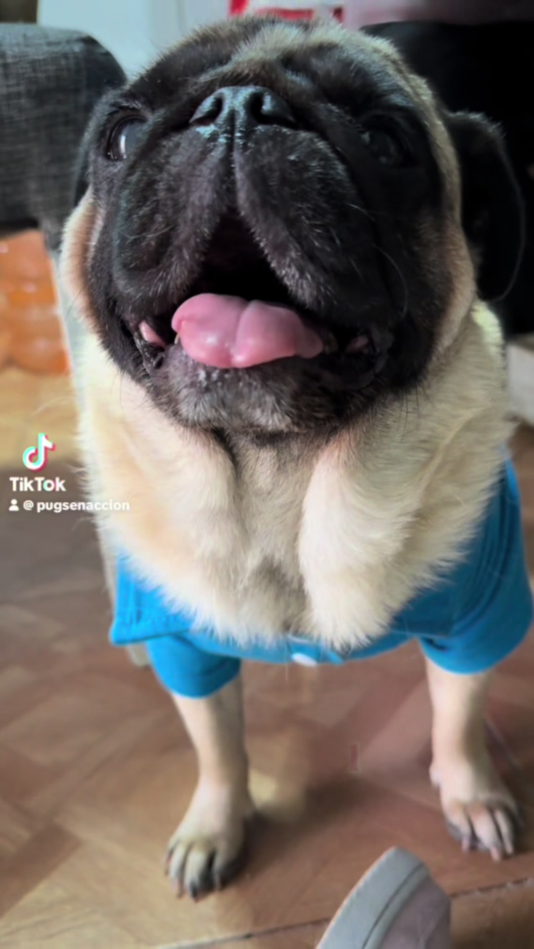 @Pugs en acción 🐶
