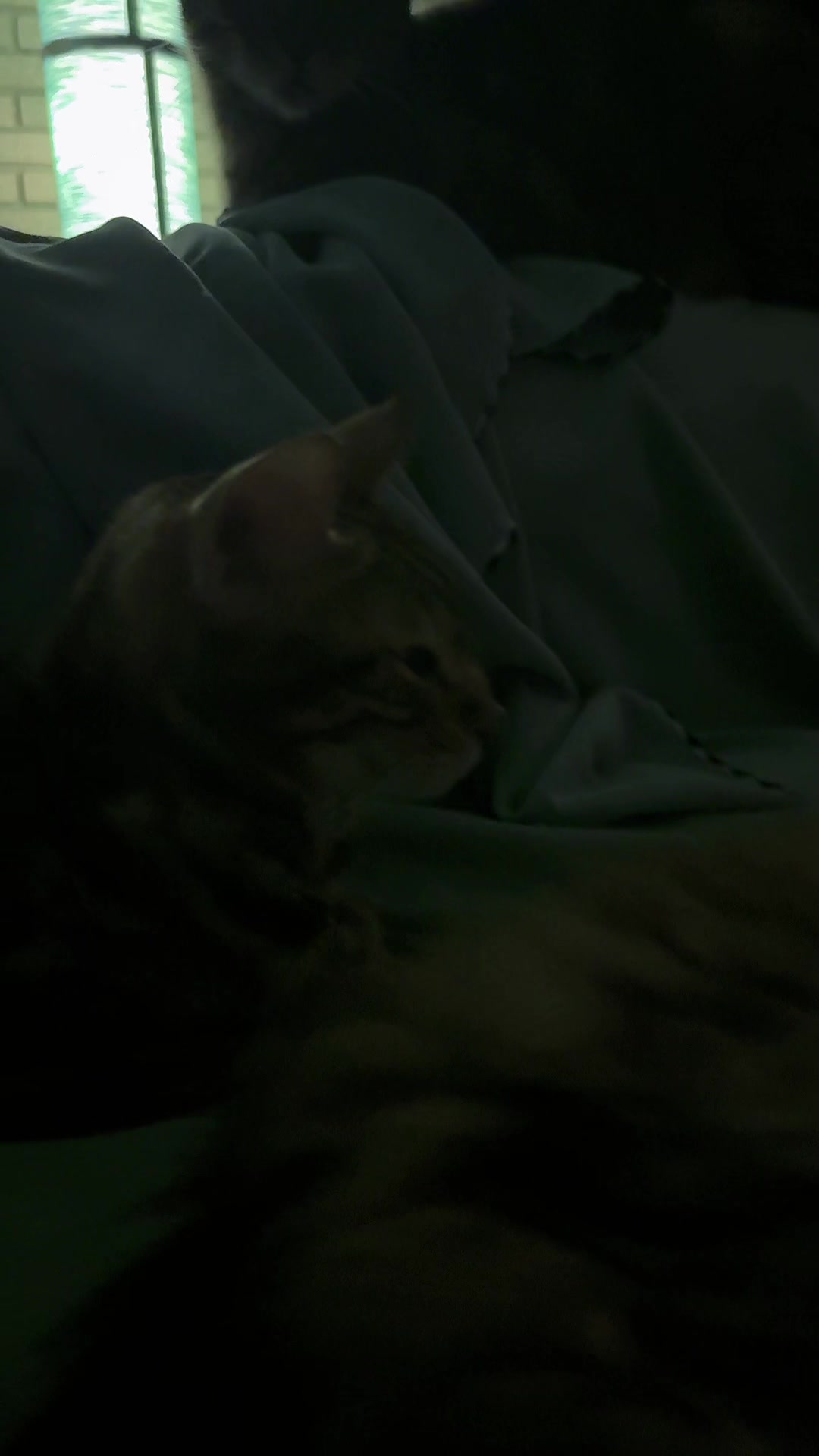 @Drew crazy cat guy