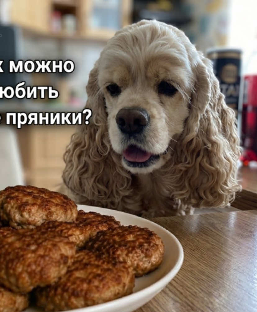 @Донна Дороти 🐶