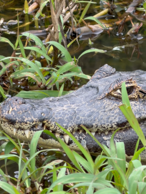 @Pantanal Brazil Safaris