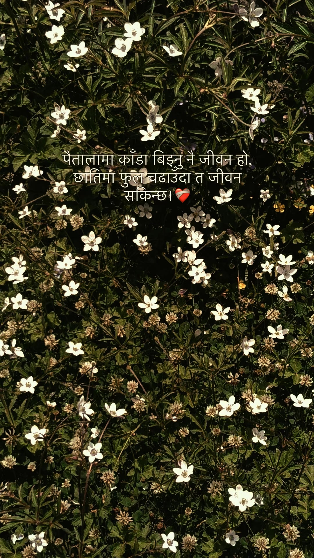 @Shayari Vibes