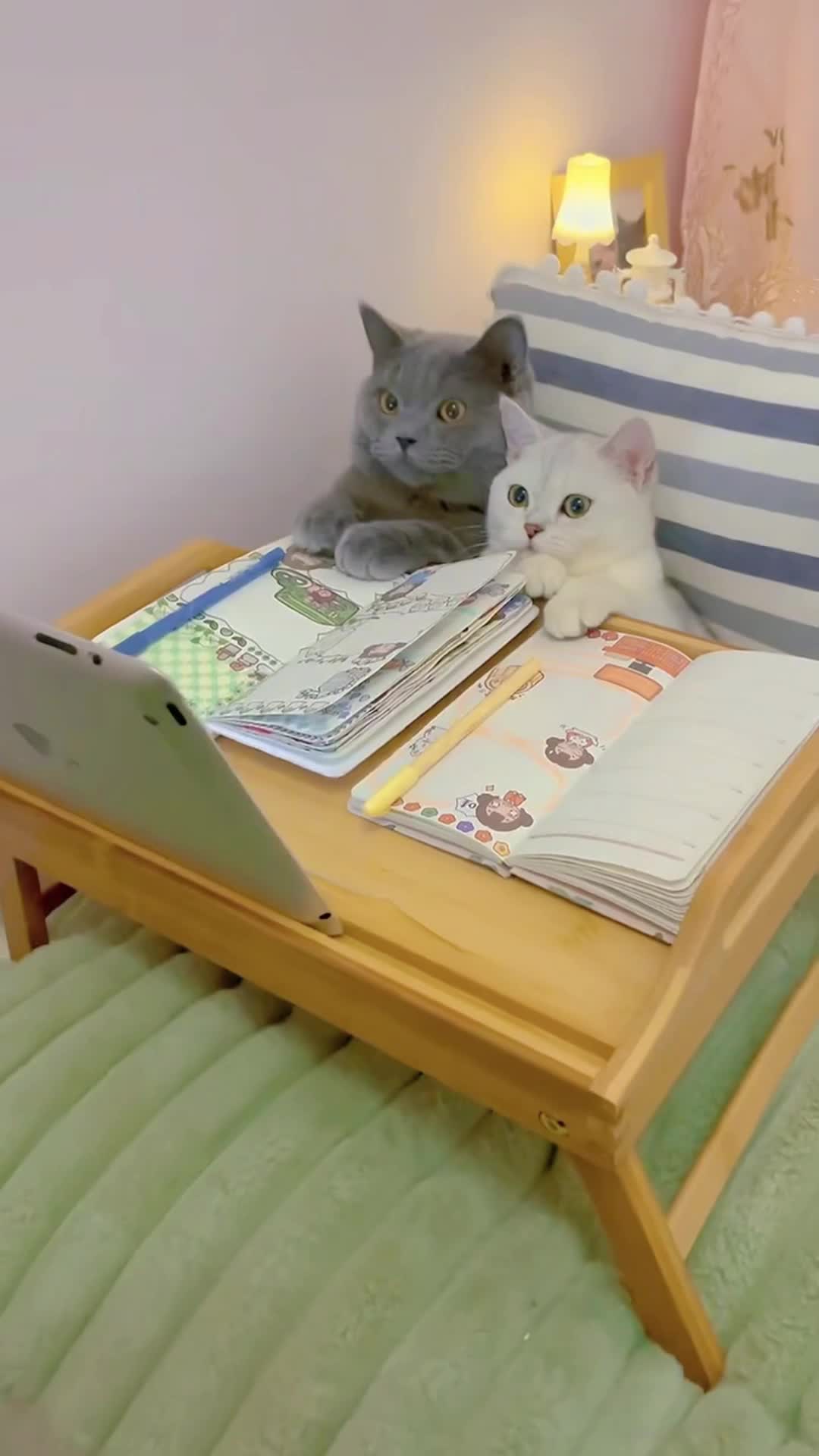 @The Kitten Council 😻😻