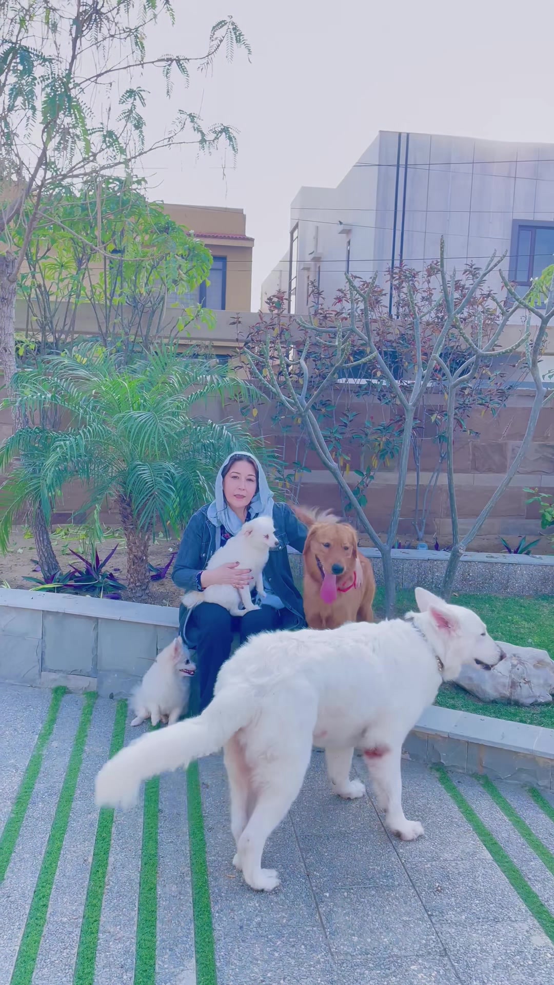 @Khadija zaidi swiss shepherds