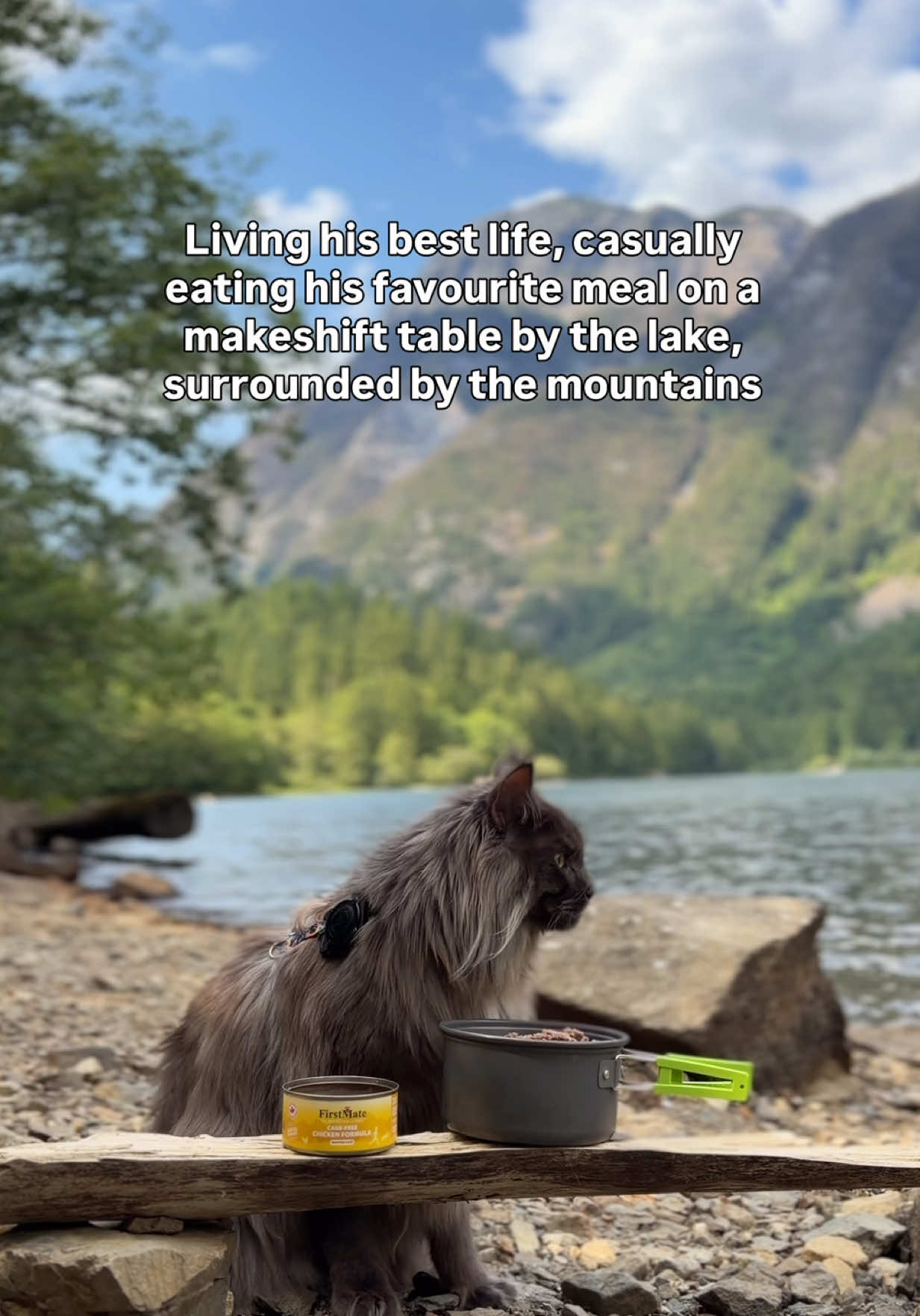 @Mugen the Maine Coon ๐จ๐ฆ