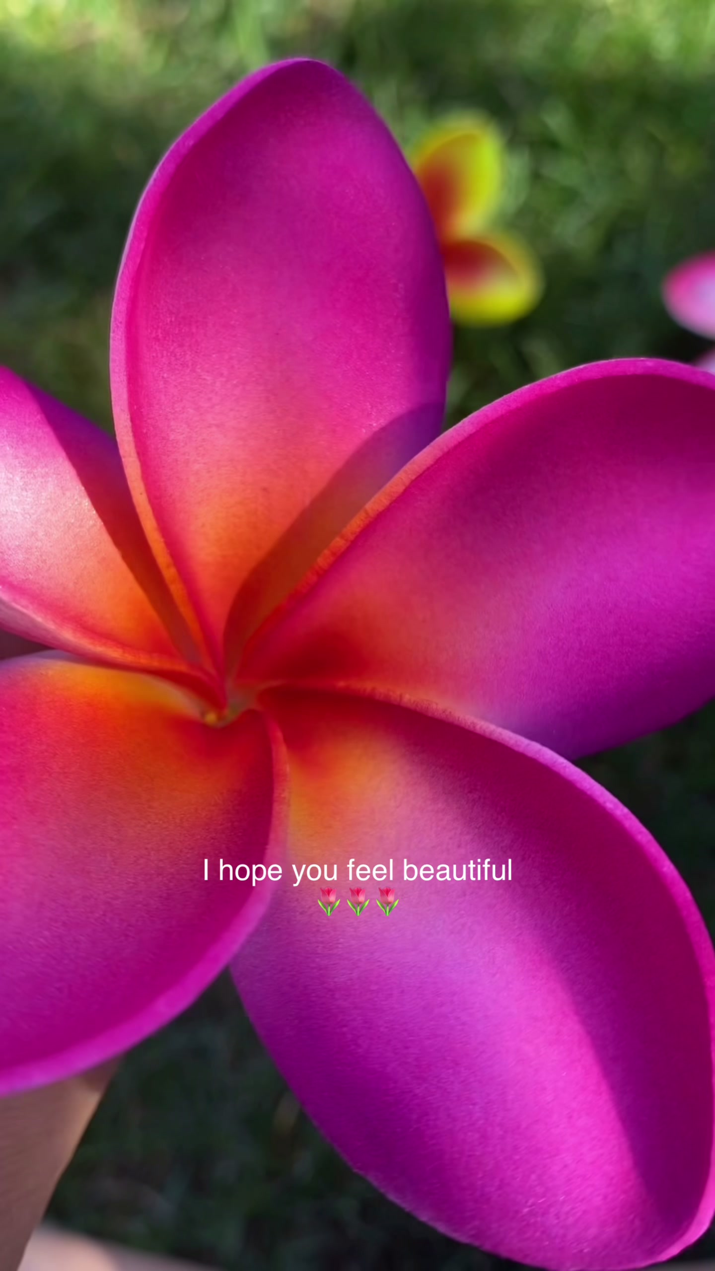 @Island Aesthetica 🌺