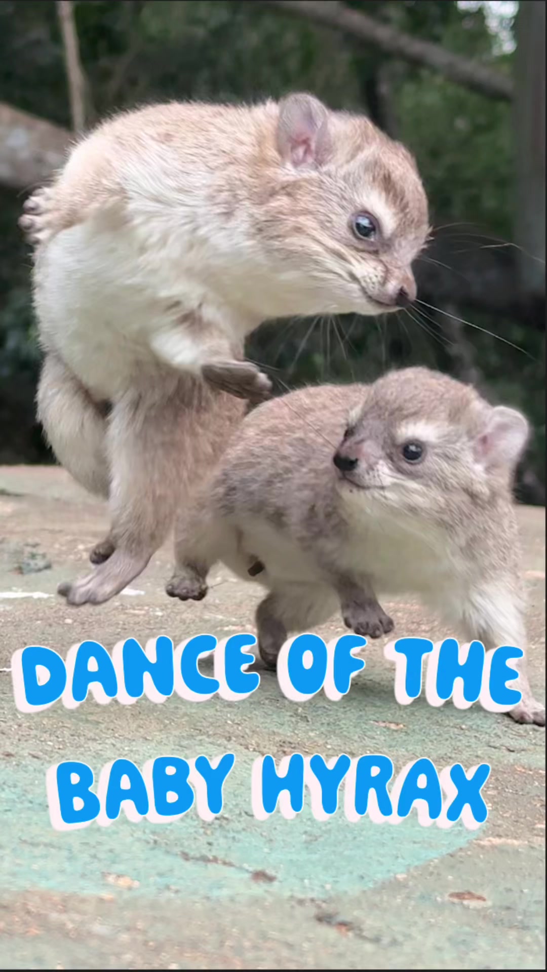 @squiggythehyrax