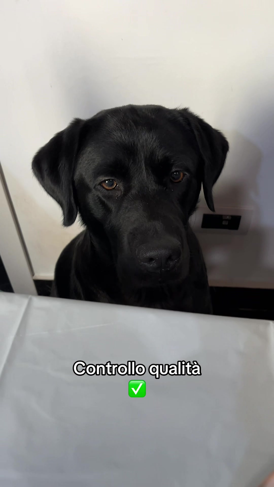 @Cloe e sabry🖤🐾