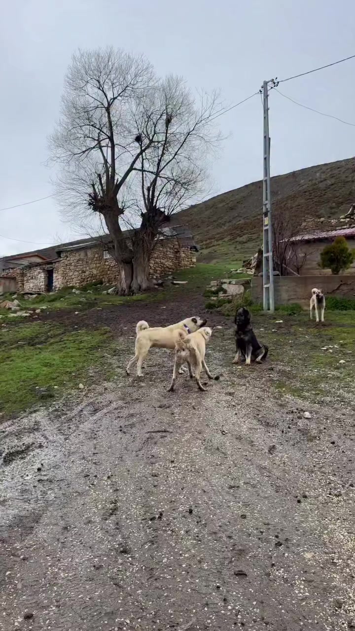 @Fırat yalçın Sevgi