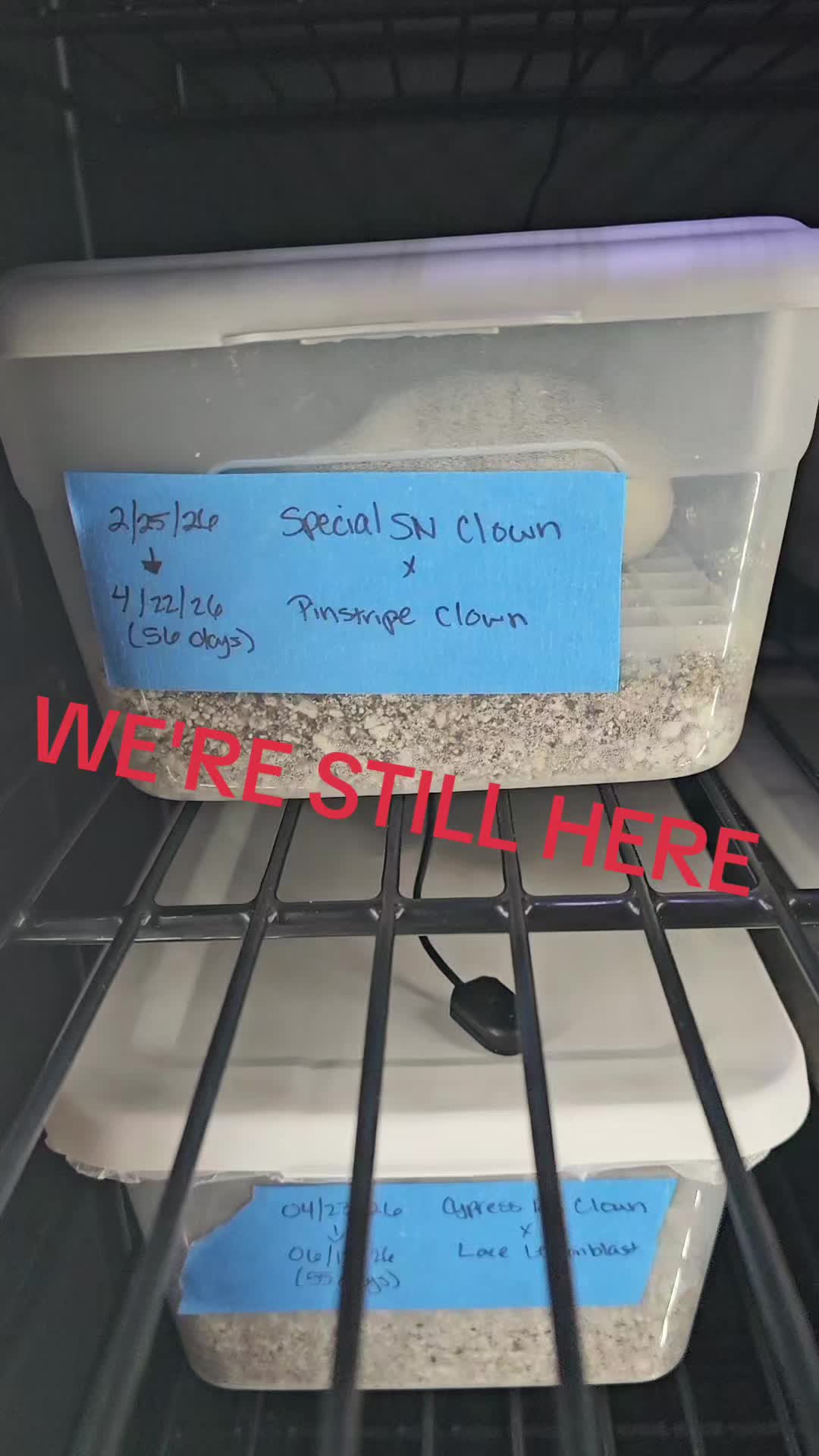 @PNW REPTILEZ