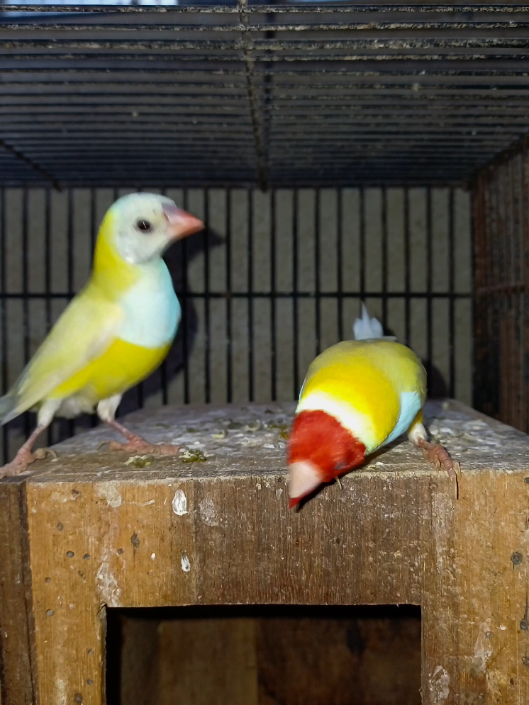 @Ikin Finch