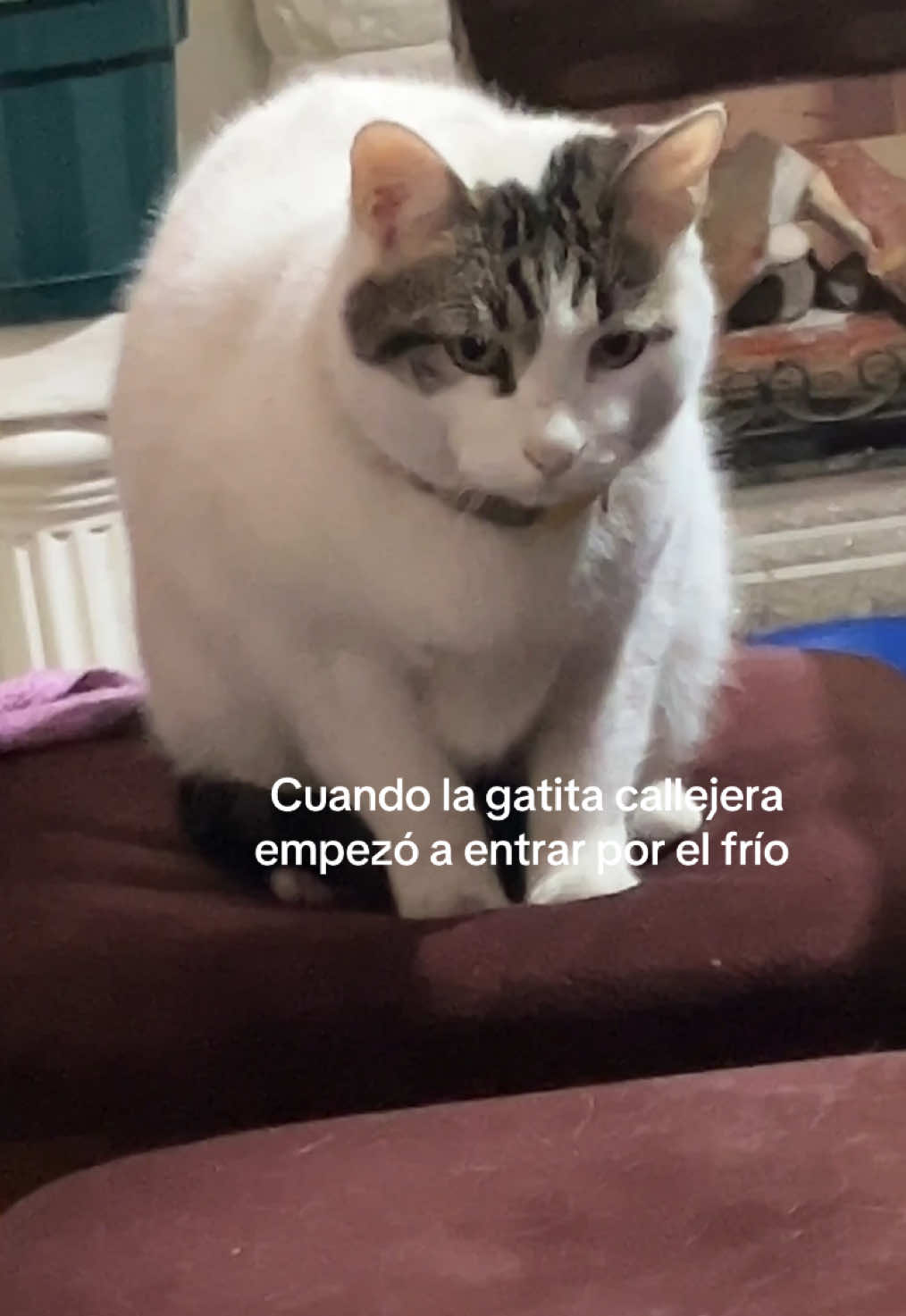 @Mar Chuffo 🦇