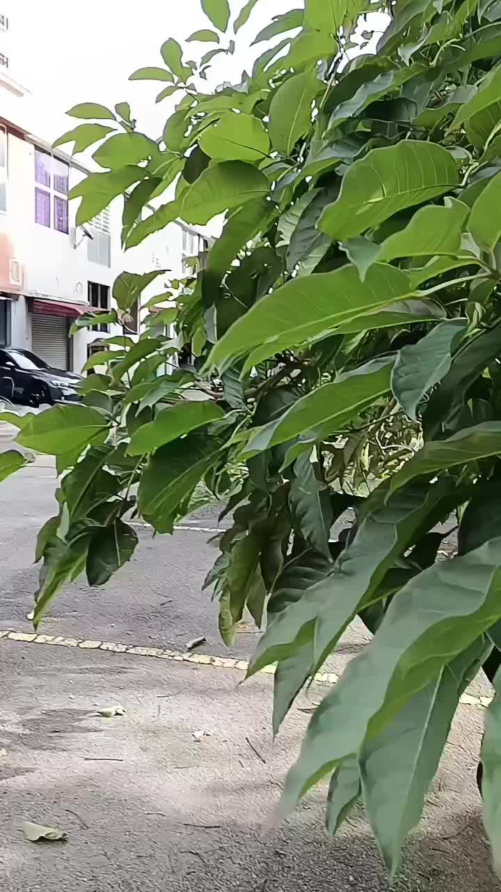 @Mistæâ Green Vijay fan🔵⚪️