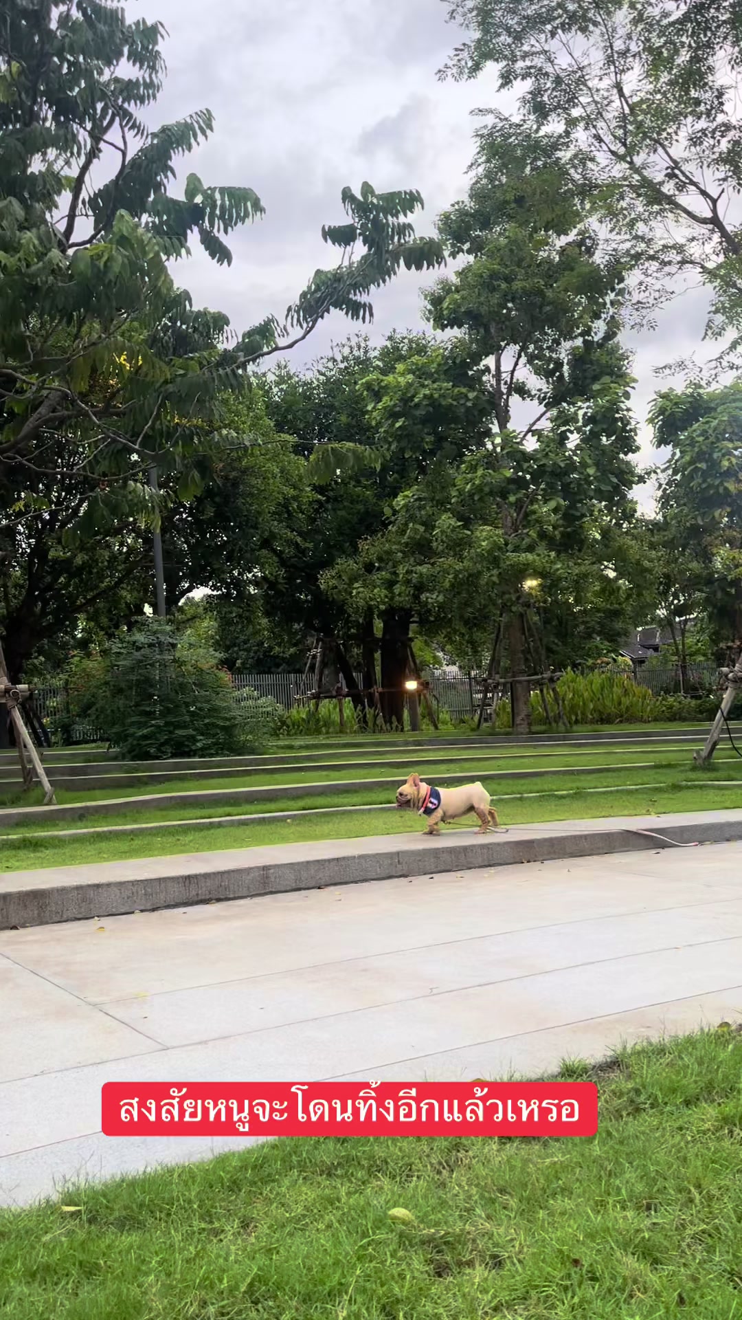 @Hachi Family 🐶🐕🦊