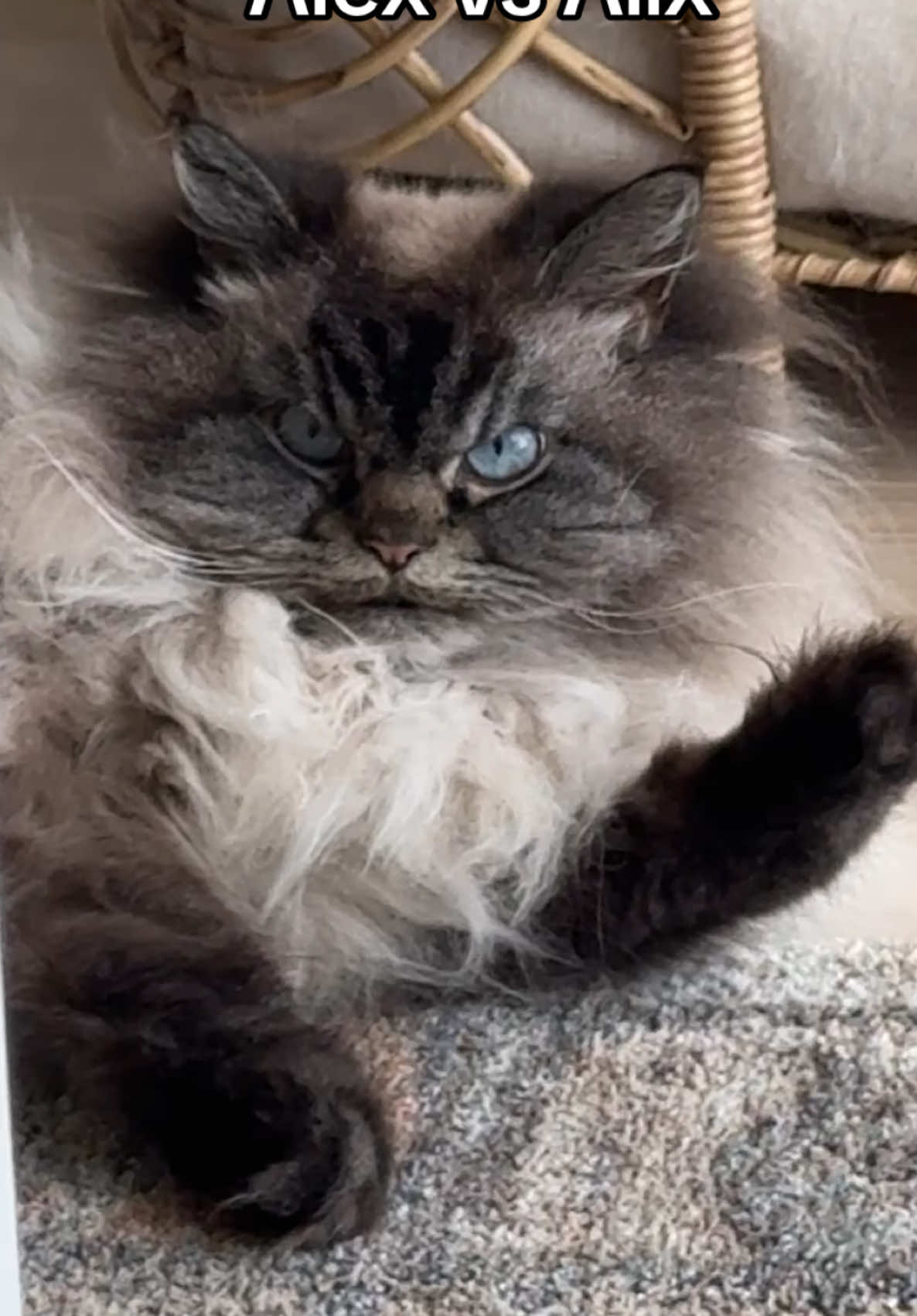 @Merlin Ragdoll